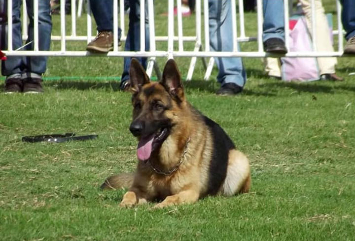 berger_allemand_journee mondiale du chien