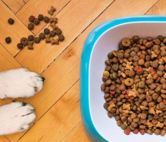 Photo by <a href="https://unsplash.com/@mattycoulton?utm_source=unsplash&utm_medium=referral&utm_content=creditCopyText">Mathew Coulton</a> on <a href="https://unsplash.com/s/photos/dog-food?utm_source=unsplash&utm_medium=referral&utm_content=creditCopyText">Unsplash</a>   