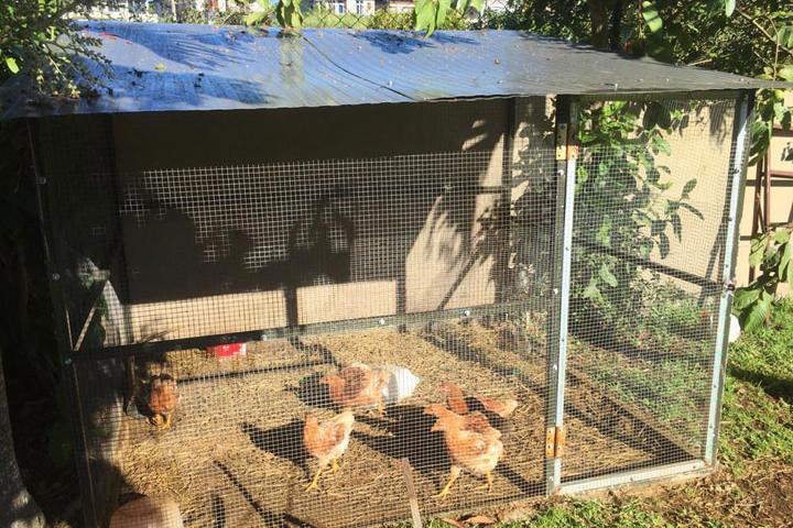 portrait confiné_poulailler_Ingrid