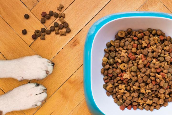 Photo by <a href="https://unsplash.com/@mattycoulton?utm_source=unsplash&utm_medium=referral&utm_content=creditCopyText">Mathew Coulton</a> on <a href="https://unsplash.com/s/photos/dog-food?utm_source=unsplash&utm_medium=referral&utm_content=creditCopyText">Unsplash</a>   